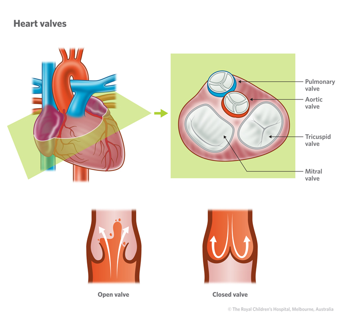 12b_Normal_heart