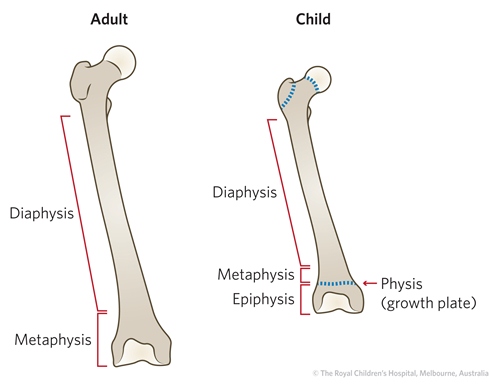 figure1_bones