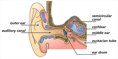 Kids Health Info : Ear infections and glue ear