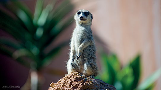 Picture of Meerkats at RCH