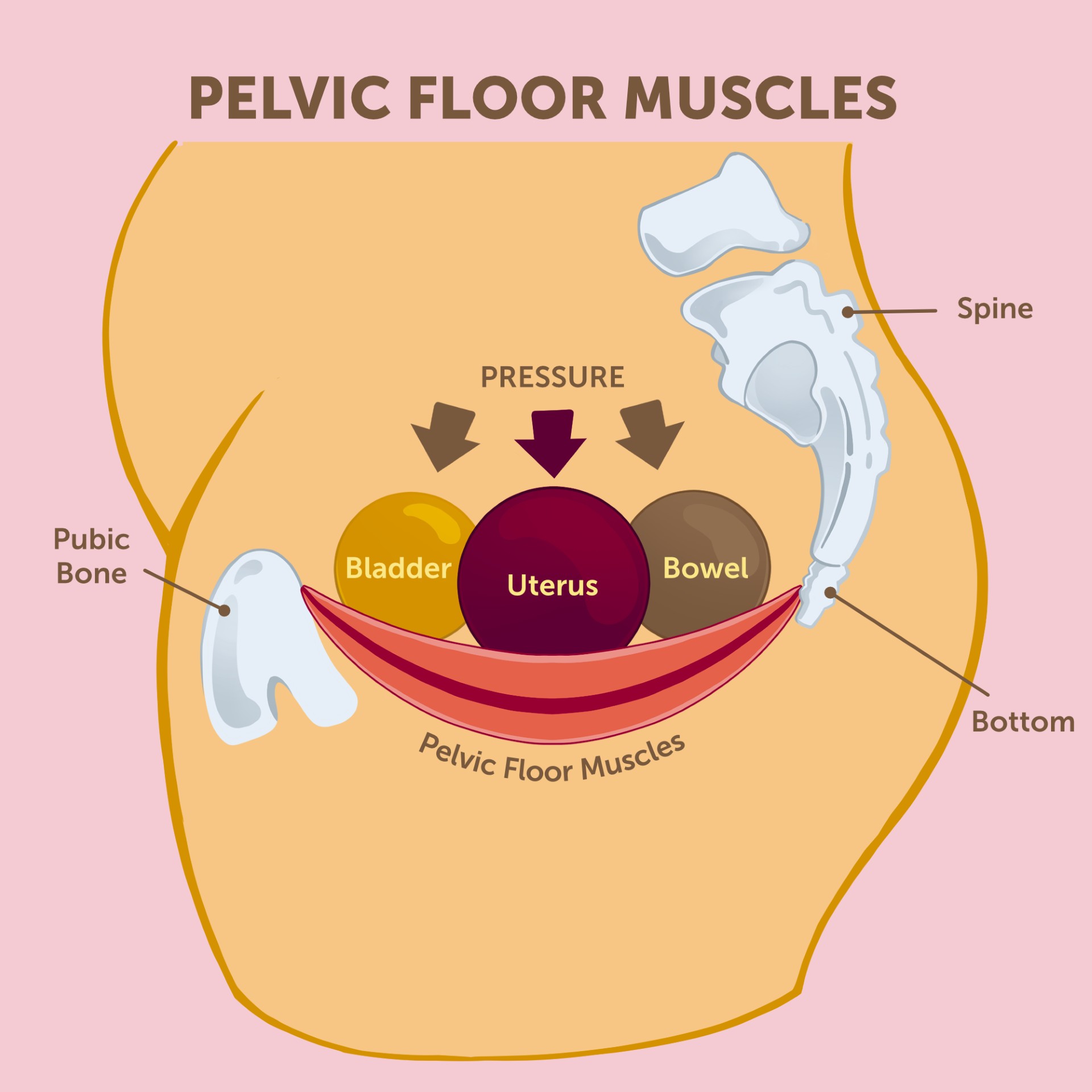 An illustration of pelvic floor muscles