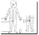 derm1small.gif