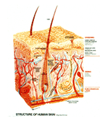 body_surface