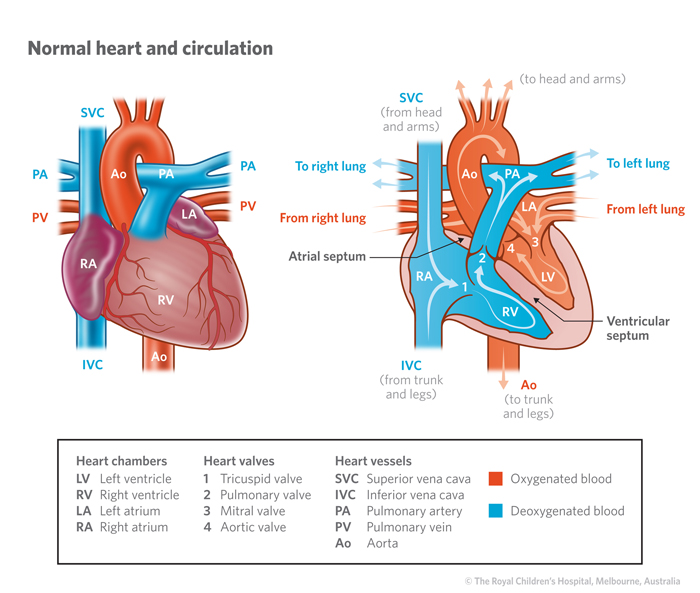 12a_Normal_heart