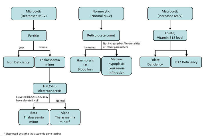 Baby Hemoglobin Levels Chart