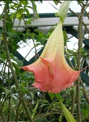 Angel Trumpet 2