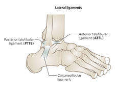 Lateral Ligament