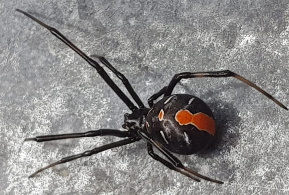 The Redback Spider