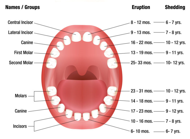 Tooth Anatomy 2