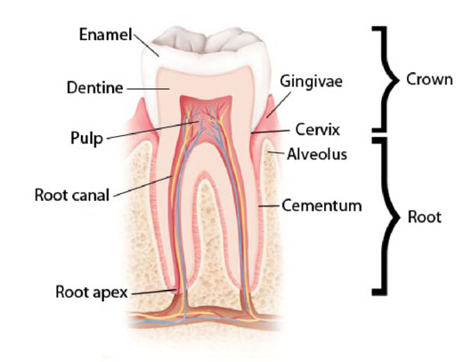 tooth anatomy