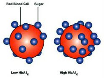 Haemoglobin