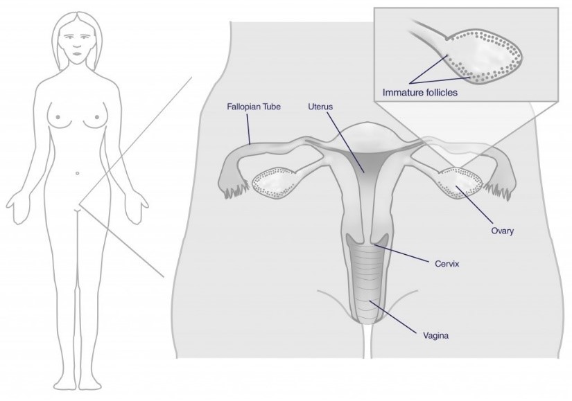 female-fertility-picture