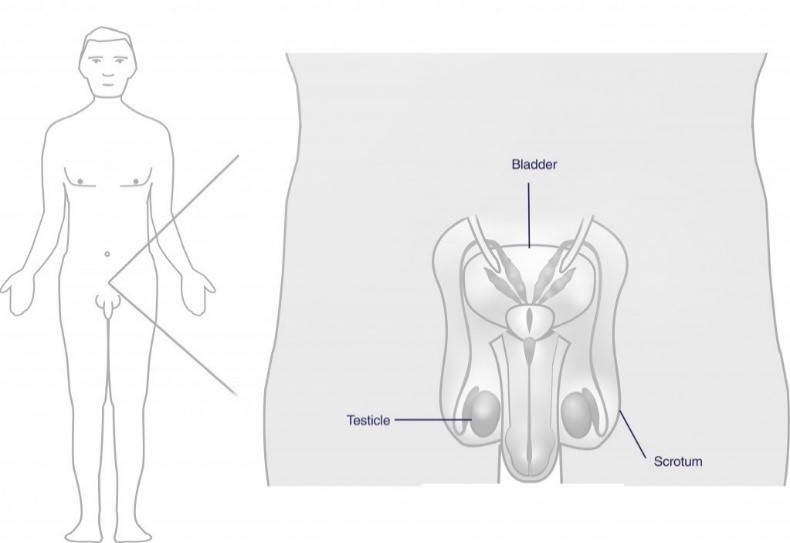 male-fertility-picture