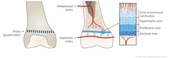 figure10_anatomy