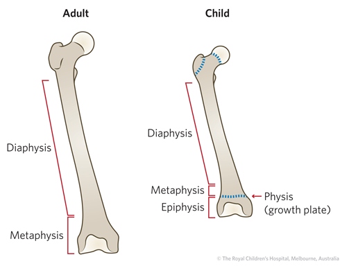 figure1_bones figure1_bones