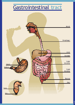 Gastroenterology and Clinical Nutrition : For patients and families