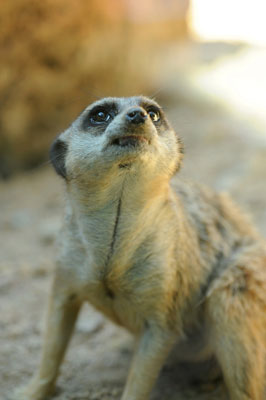 Meerkats.jpg