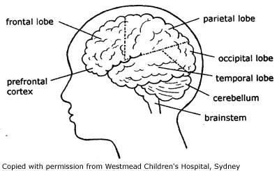 How the brain works RCH KHI