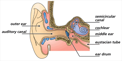 Can Constant Ear Infections Cause Speech Delay In Children?