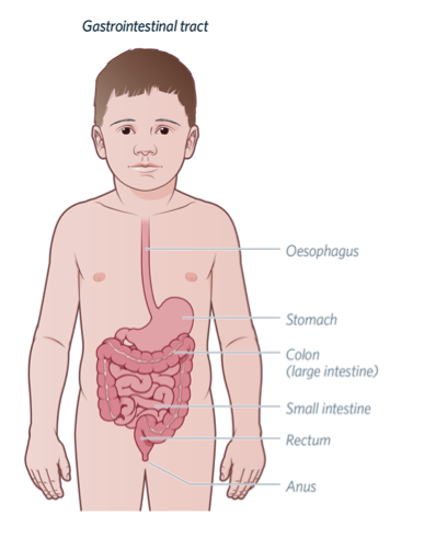 anorectal-manometry-gastrointestinal-tract