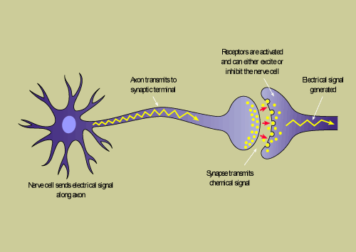 neuron1.gif