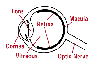Major parts of the eye