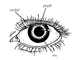 Retinal examination