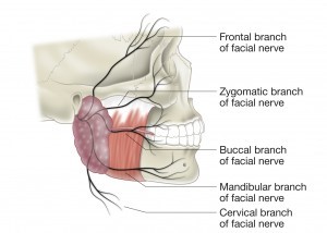 Anatomy - facial palsy image
