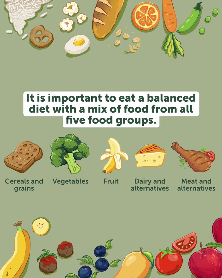 Illustration of the five food groups. From left-to-right: cereals and grains, vegetables, fruit, dairy and alternatives, meat and alternatives.