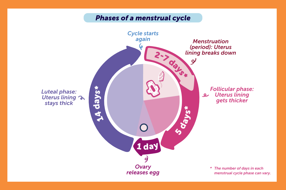 Illustration with the phases of a menstrual cycle