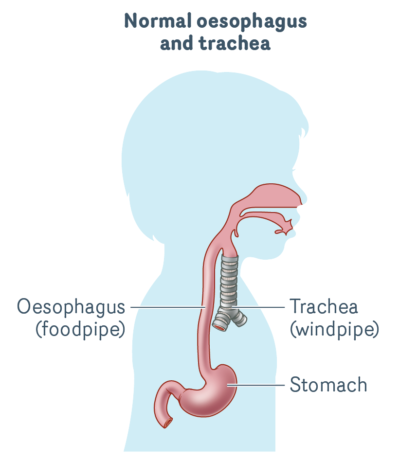 Normal-oesophagus-trachea